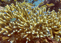 Coral bleaching in Bali