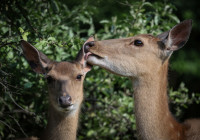 The Wider Image: Swelling deer herd hems in South Korean islanders