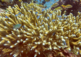 Coral bleaching in Bali