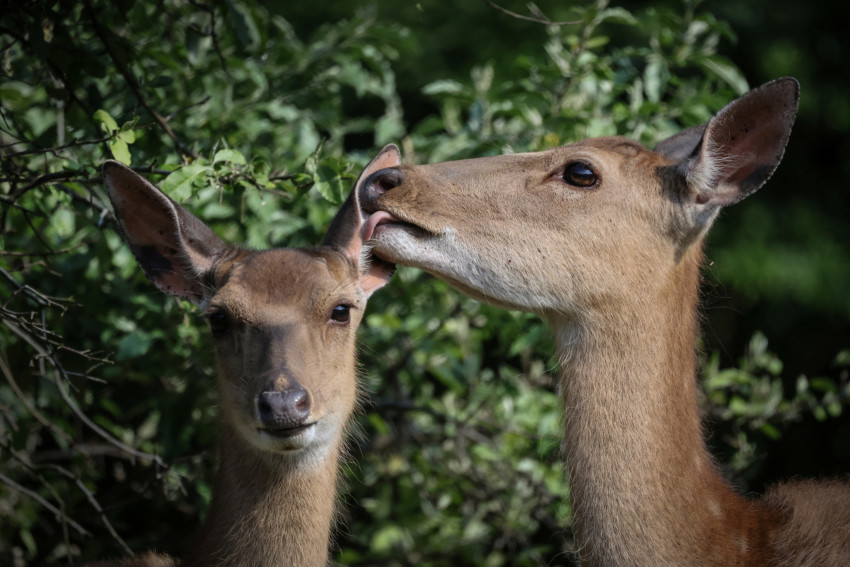 The Wider Image: Swelling deer herd hems in South Korean islanders